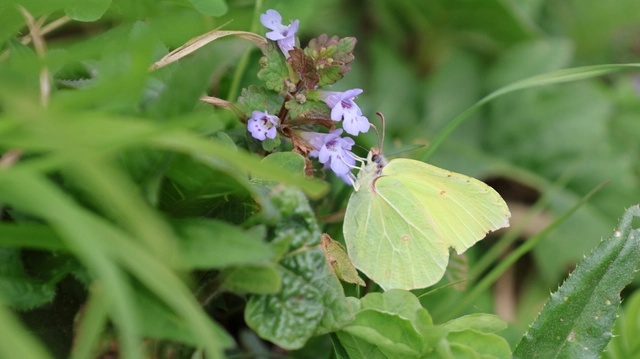 Gonepteryx rhamni - citromlepke