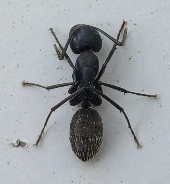 Camponotus vagus - fekete lóhangya