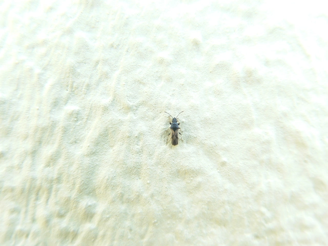 Metopoplax
