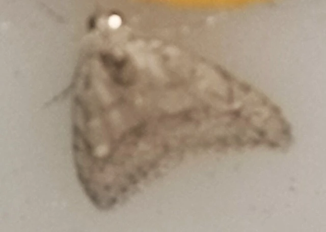 Nola cicatricalis - szürke pamacsosszövő