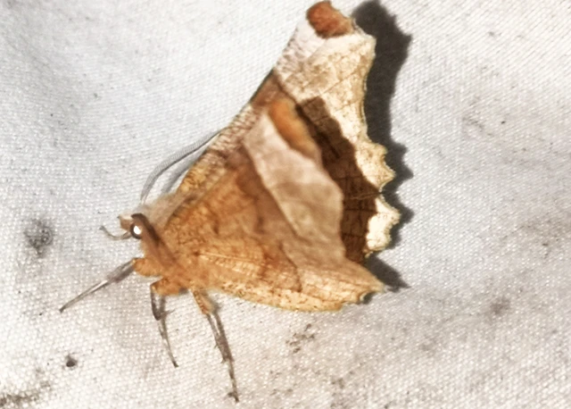 Selenia lunularia - egyfoltos holdasaraszoló