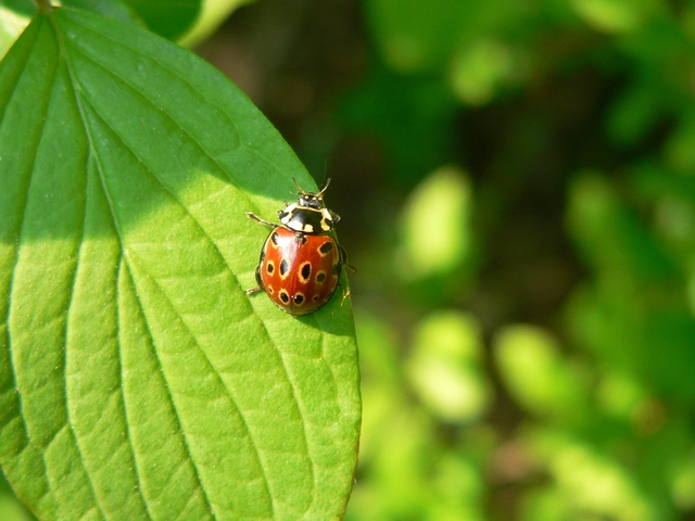 Anatis ocellata - szemfoltos katica