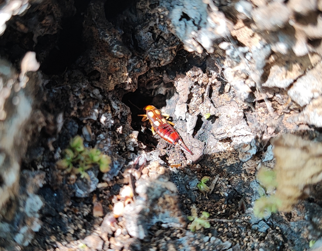 Forficula smyrnensis - szmirnai fülbemászó