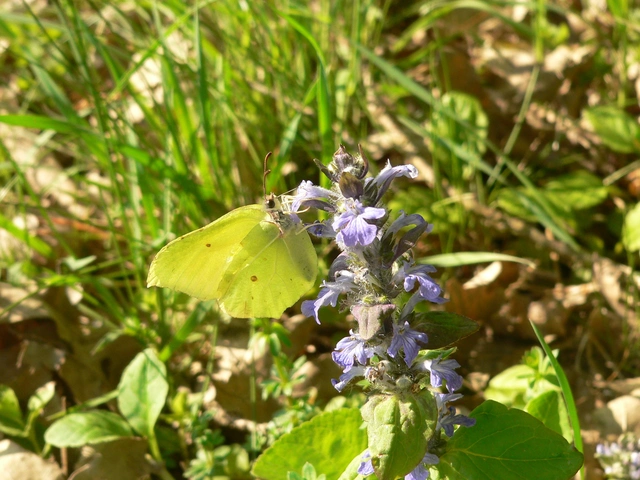 Gonepteryx rhamni - citromlepke