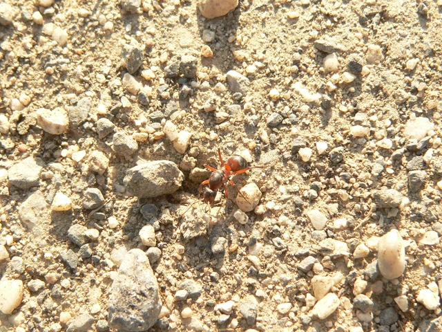 Formica pratensis - réti vöröshangya