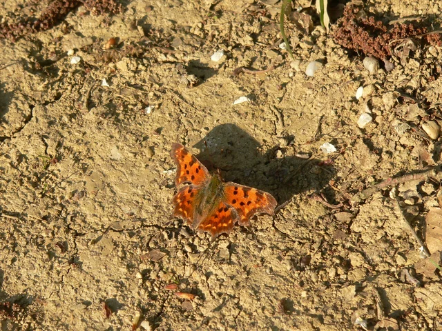 Nymphalis c-album - C-betűs lepke