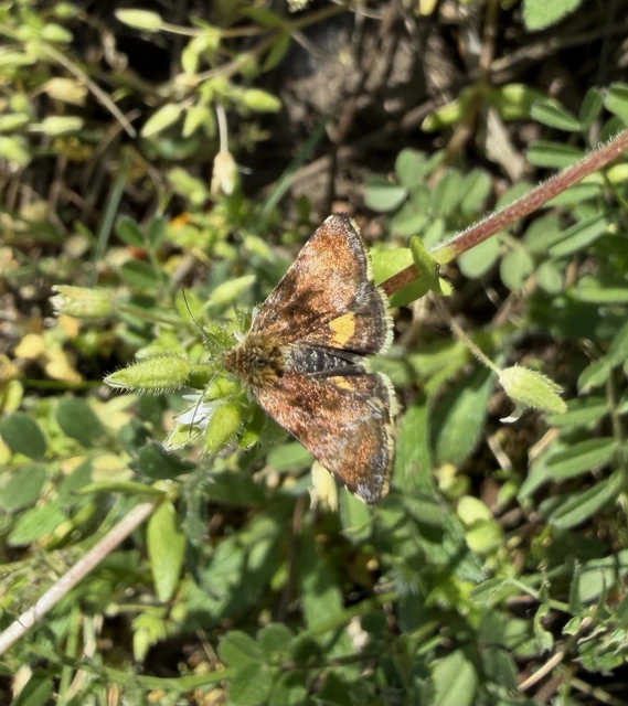 Panemeria tenebrata - apró sárgabagoly