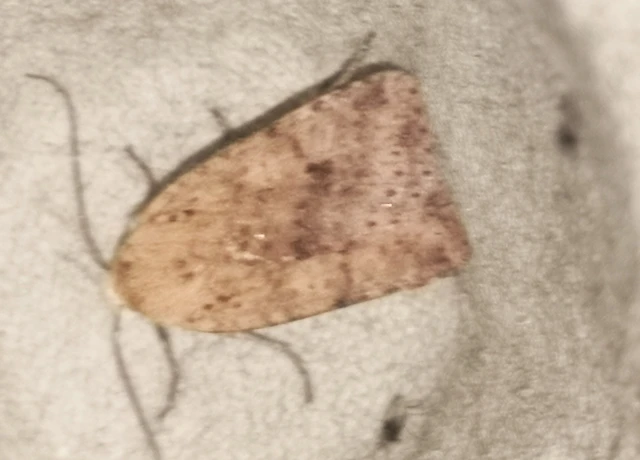 Conistra rubiginea - vörös őszibagoly