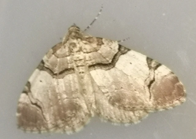Anticlea derivata - vadrózsa-tarkaaraszoló