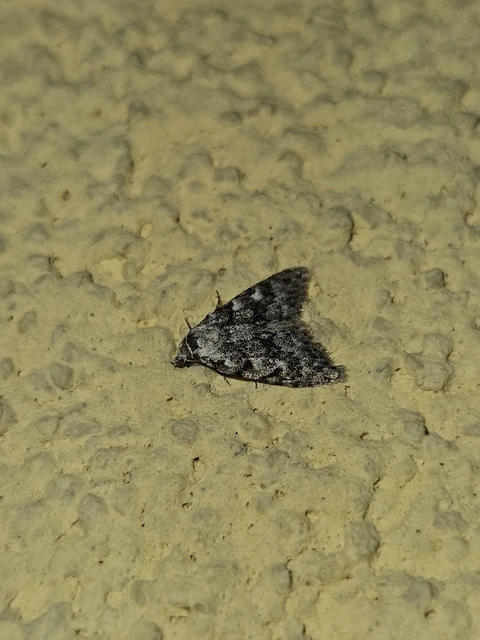 Nola cicatricalis - szürke pamacsosszövő