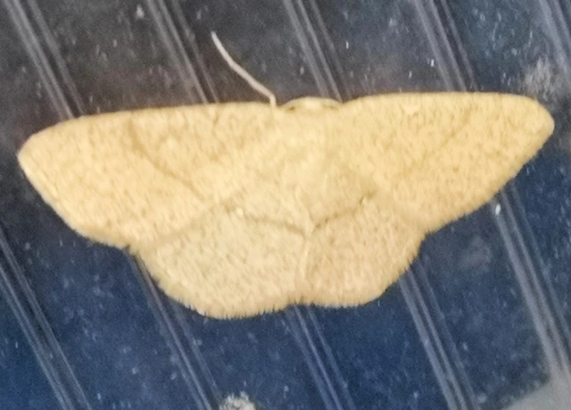Cyclophora ruficiliaria - vörösrojtú pettyesaraszoló