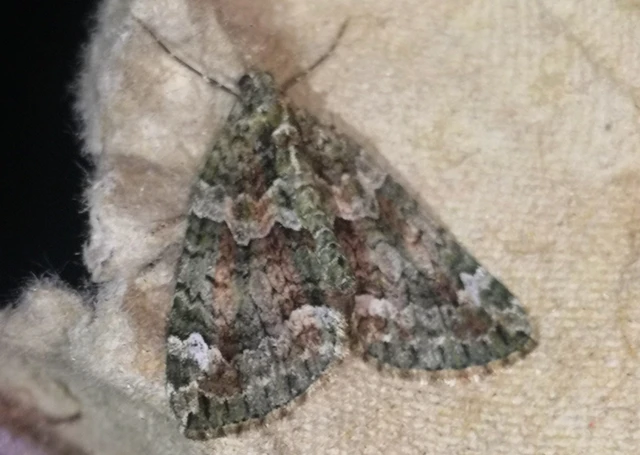 Chloroclysta siterata - salátazöld araszoló