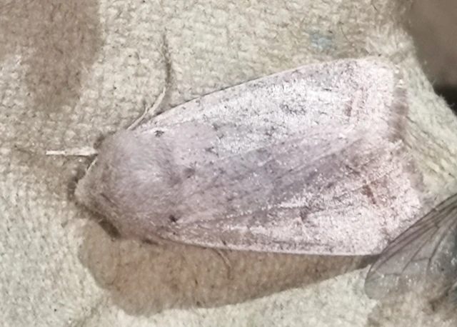 Orthosia cerasi - közepes barkabagoly