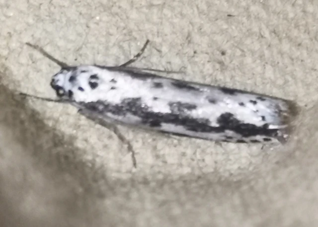 Ethmia