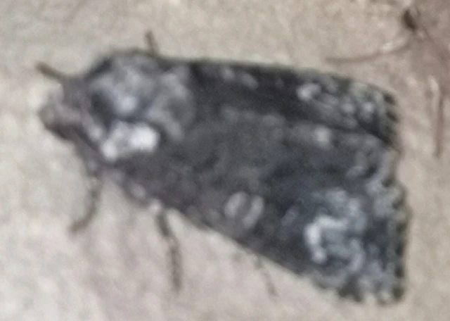 Craniophora ligustri - fagyalbagoly