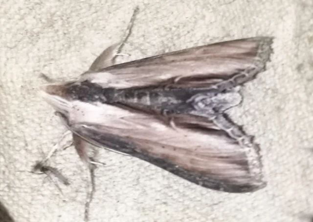 Shargacucullia scrophulariae - görvélyfű-csuklyásbagoly
