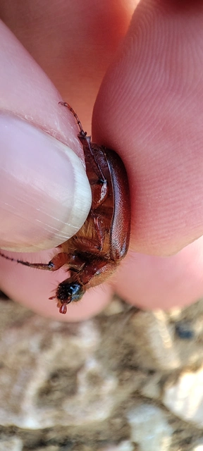 Holochelus aequinoctialis - tavaszeleji cserebogár
