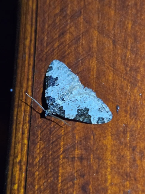 Xanthorhoe fluctuata - közönséges tarkaaraszoló