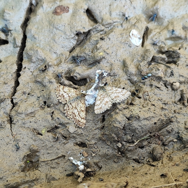 Ematurga atomaria - barna rétiaraszoló