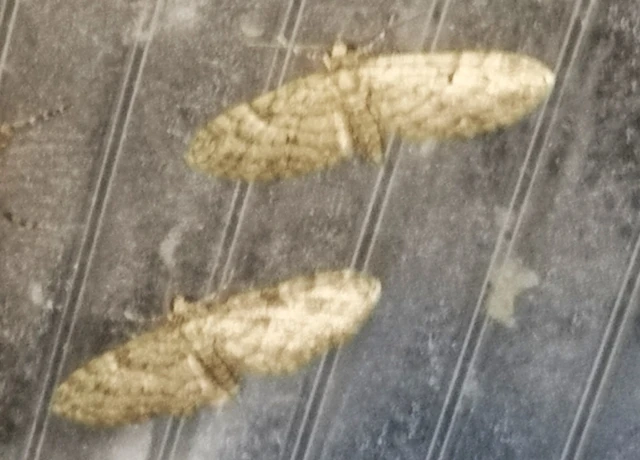 Eupithecia dodoneata - tölgy-törpearaszoló