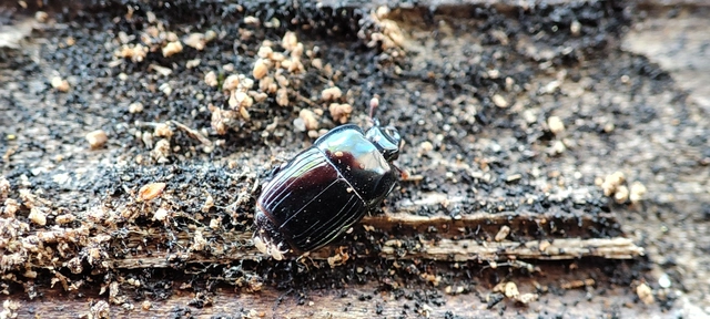 Platysoma compressum - közönséges lapossutabogár Platysoma compressum - közönséges lapossutabogár