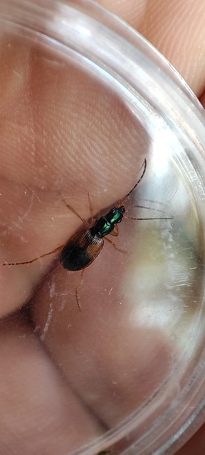 Anchomenus dorsalis - hátfoltos kisfutó