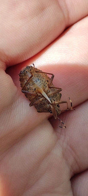 Pentatomidae - címerespoloskák