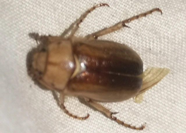 Rhizotrogus aestivus - tavaszvégi cserebogár