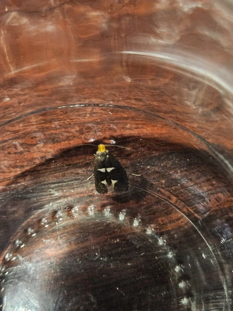 Incurvaria