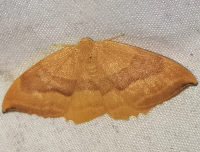 Watsonalla cultraria - bükkfa-sarlósszövő
