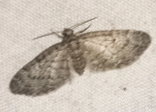 Eupithecia dodoneata - tölgy-törpearaszoló