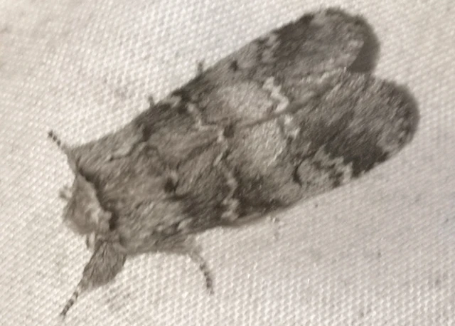 Drymonia ruficornis - cserfa-púposszövő