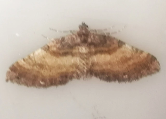 Earophila badiata - csipkerózsa-araszoló