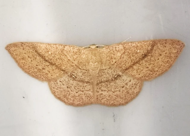 Cyclophora