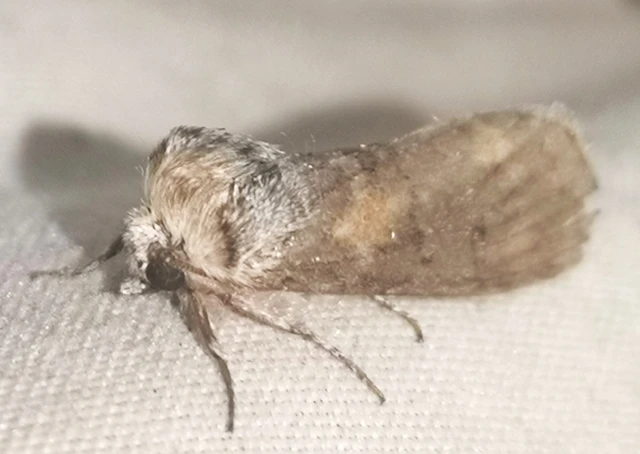 Asphalia ruficollis - vörösnyakú pihésszövő