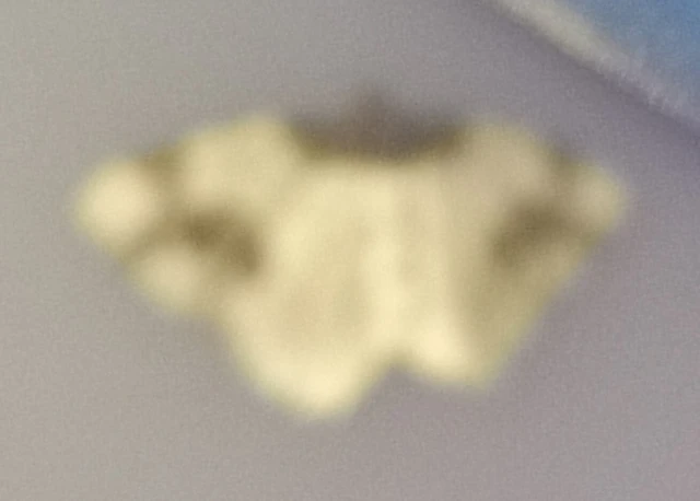 Ligdia adustata - barna levélaraszoló