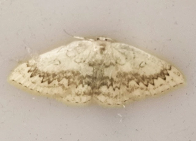 Cyclophora annularia - gyűrűs pettyesaraszoló