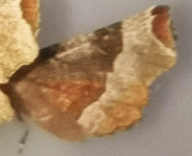 Selenia tetralunaria - négyfoltos holdasaraszoló