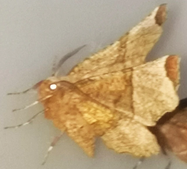 Selenia lunularia - egyfoltos holdasaraszoló
