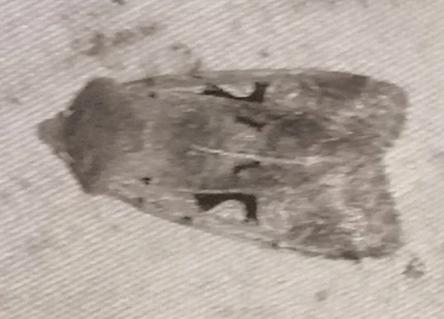 Orthosia gothica - feketefoltos barkabagoly