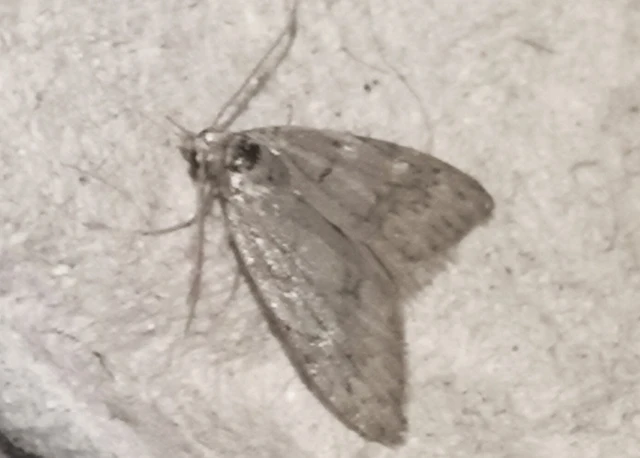 Nola cicatricalis - szürke pamacsosszövő