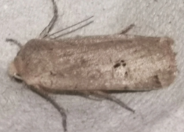 Conistra erythrocephala - vörösfejű őszibagoly
