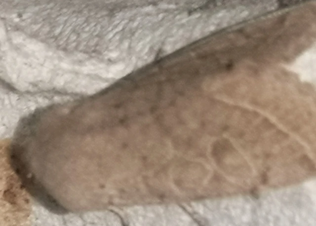 Orthosia cerasi - közepes barkabagoly