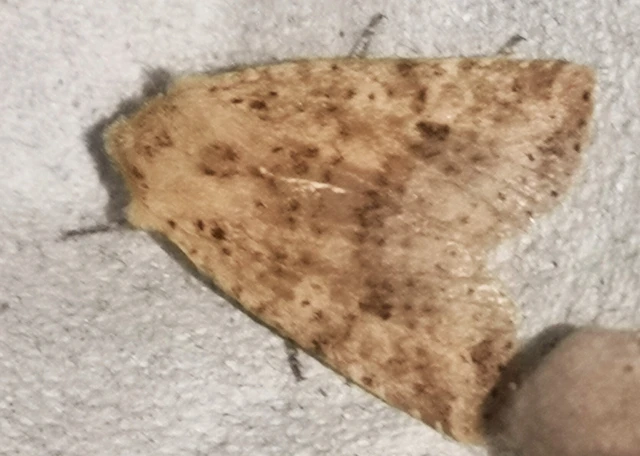 Conistra rubiginea - vörös őszibagoly