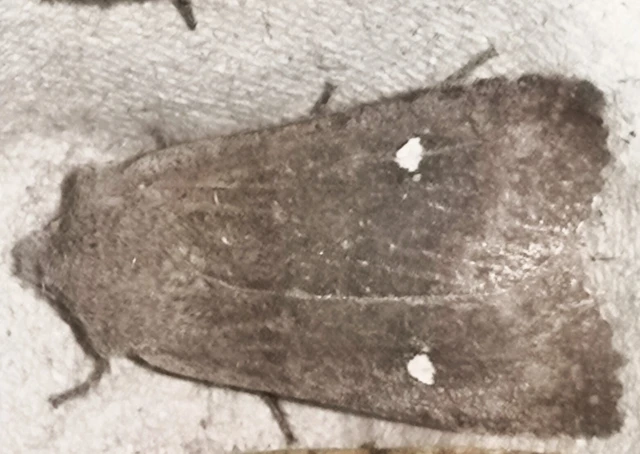 Eupsilia transversa - holdacskás télibagoly