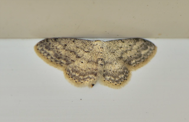 Idaea seriata - szürke apróaraszoló
