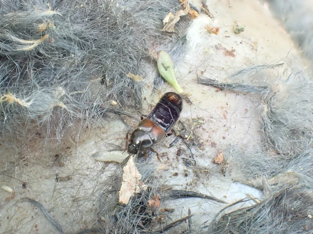 Aleochara curtula - nagy fürkészholyva