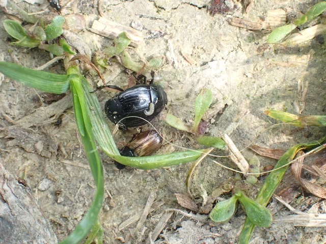 Histeridae - sutabogárfélék