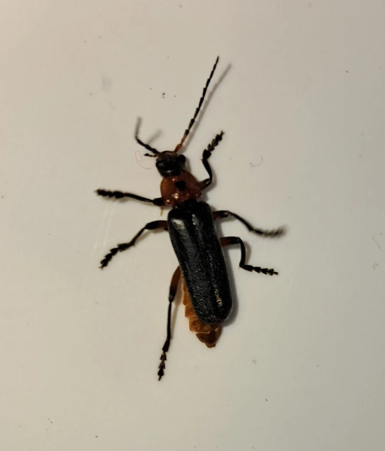 Cantharis rustica - suszterbogár