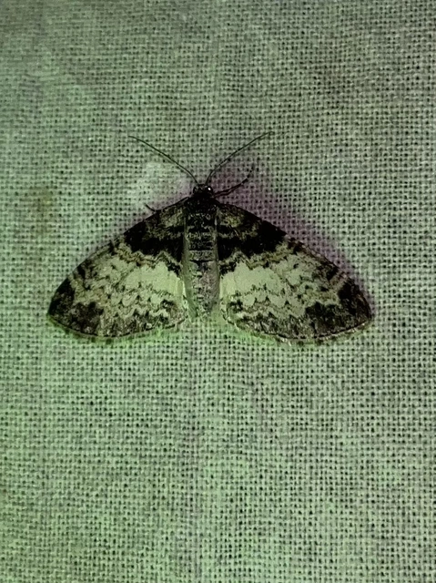 Lobophora halterata - szárnyfüggelékes araszoló